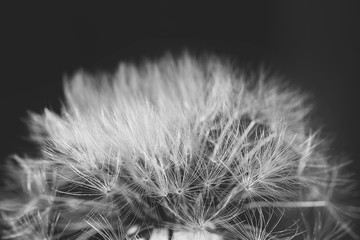 Closeup of a Dandelion
