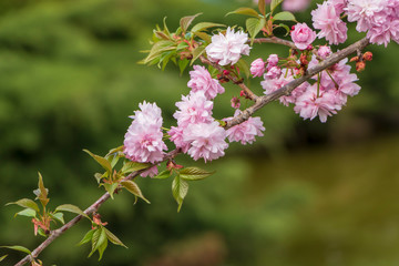 Cherry tree blossoming on sunny day on floral background. Sakura blooming season concept.