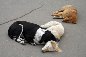Three stray dogs sleep on the sidewalk