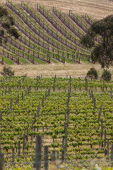 Spring Vineyards