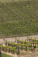 Spring Vineyards