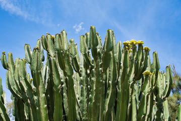 Big cactus tree with blue sky in background, Lanzarote, Spain