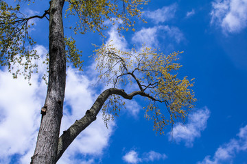 Tree in the Spring 2