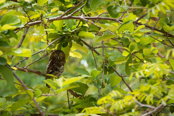 Owl in a tree