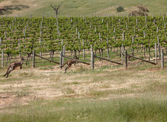 Spring Vineyards