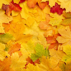 Naklejka na ściany i meble Many bright colored leaves maple lying on the ground. Close-up of yellow, red, green and orange maple leaves. Top view of the multi-colored autumn foliage.