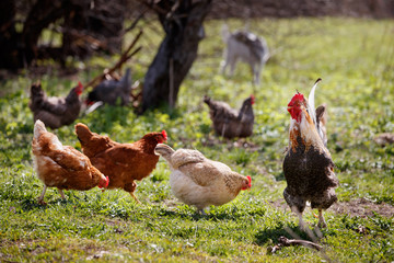 The colorful rooster guards chickens from strangers. Chickens eat the bottom of the food. Rooster and hens are walking on a farm in nature.