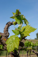 Spring Vineyards