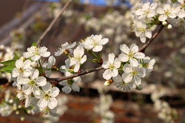 cherry blossom in the garden