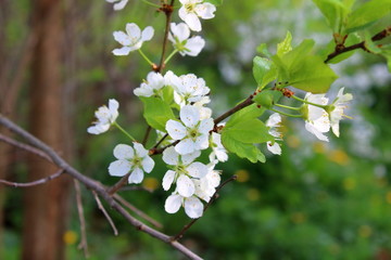 plum blossom in the garden