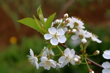 cherry blossom in the garden
