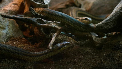 Snakes in their natural habitat