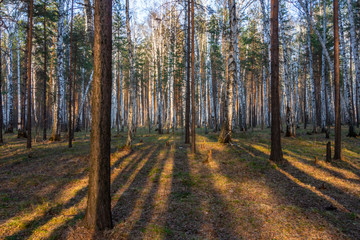 Obraz premium shadow time