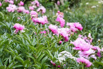 Obraz premium Beautiful spring peony flowers in the summer garden
