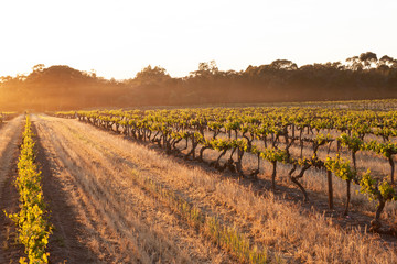 Spring Vineyards