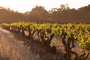 Spring Vineyards
