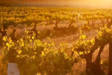 Spring Vineyards