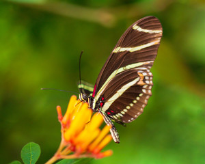 Zebra Longwing Butterfly on Flower