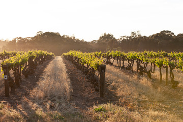 Spring Vineyards