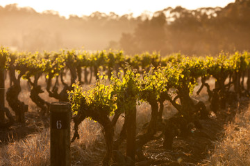 Spring Vineyards