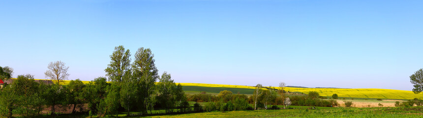 Obraz premium Panoramic view, rural motive, fresh green grass, far-off dry cane, and yellow field, blue sky