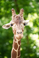 A headshot of a giraffe.