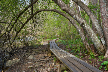 Duckboards and trees over path