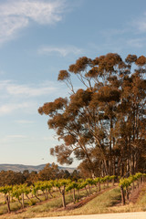 Spring Vineyards