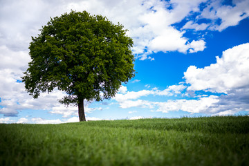 Fototapeta na wymiar grüner Baum in Landschaft vor weißblauem Himmel