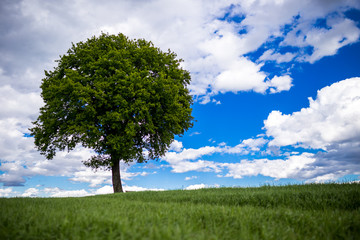 Fototapeta na wymiar grüner Baum in Landschaft vor weißblauem Himmel