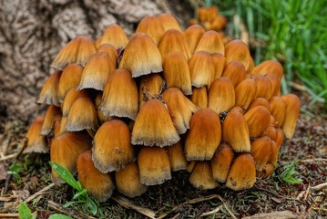 a lot of little brown mushroom toadstool in the woods