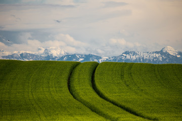 grünes Getreidefeld mit Wolken Himmel und Bergen
