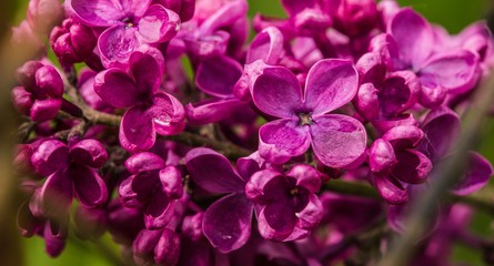 Detail of fresh purple lilac blossoming flowers, wet after the rain growing in the spring in a garden. 