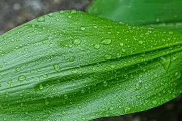 big green long leaf of lily of the valley in drops of water