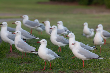 seagulls on the grass