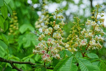 white chestnut flowers with green leaves on a tree branch
