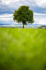 grüner Baum in Landschaft vor weißblauem Himmel