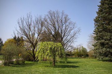 Obraz premium Spring landscape in botanical garden in beginning of May
