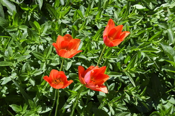 Fototapeta premium Kwiaty czerwonych tulipanów w kwietniku.