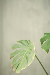 Tropical green plants in the interior. Background with Munster and green flowers in pots. blanks for postcards and blogs