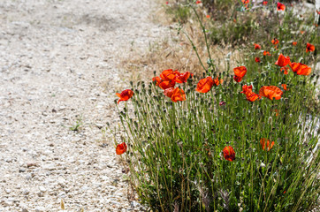 Flowering red corn poppy growing beside a gravel road in summer in the countryside of France.