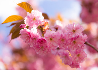 Obraz premium Kwanzan Cherry Blossums in Spring bloom