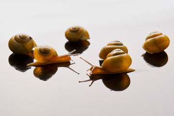 Yellow snails posing on light background © NERYX