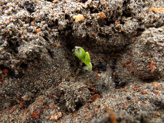 Plantas germinando
