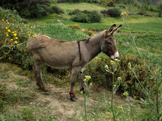 burro domestico - obrazy, fototapety, plakaty