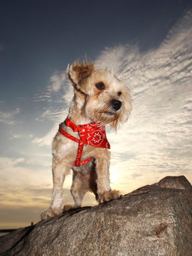 Perro chitzu