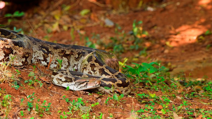 Creeping boa close up copy