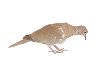 Eurasian collared dove (Streptopelia decaocto) isolated on white background