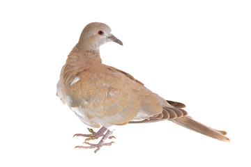 Eurasian collared dove (Streptopelia decaocto) isolated on white background