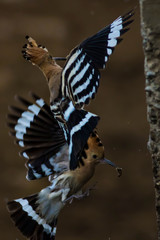 Flying bird Eurasian Hoopoe. Upupa epops. Natural background.